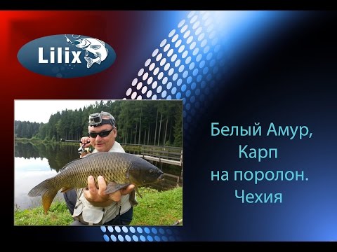 Видео: Белый Амур,Карп на поролон. Чехия