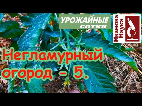 Видео: Негламурный огород-5. Томаты завязываются вовсю!