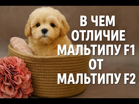 Видео: Мальтипу F1 или F2 - В Чем Разница?