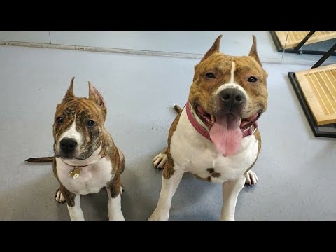 Видео: ДТ-174. Стафф Бумер - сын золотого медалиста ДТ