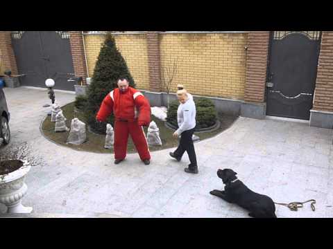 Видео: Оскар, канэ корсо - работа по охране территории