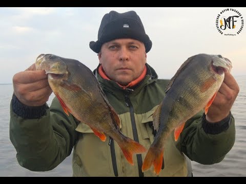 Видео: Надрали ЖИРНЫХ окуней. Отличная рыбалка по окуню. озеро Ильмень 2018.