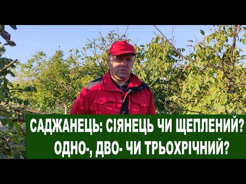 Видео: №106 Горіхові саджанці. Які краще садити: однорічні, двохрічні чи трьохрічні. Щеплені чи сіянці