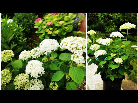 Видео: Гортензия древовидная. Долгоиграющий компактный  букет. Результат черенкования