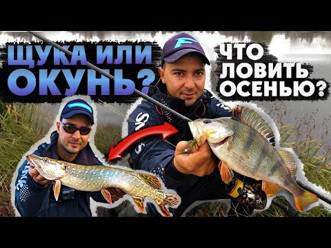 Видео: Ловить ЩУКУ или ОКУНЯ? Какую тактику выбрать этой осенью? Рыбалка 2020!