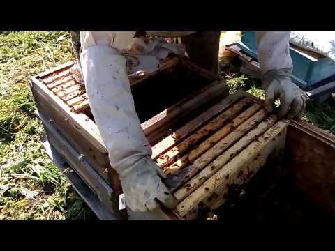 Видео: Деление на поллета,противороевые меры