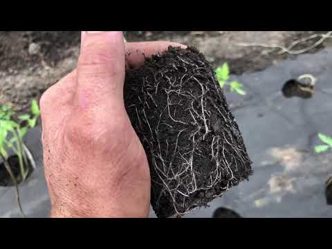 Видео: Активная борьба с тутой абсолютой.