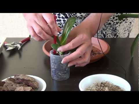 Видео: Посадка детки орхидеи фаленопсис