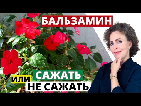 Видео: БАЛЬЗАМИН Комнатный или Ванька  Мокрый - стоит ли его выращивать