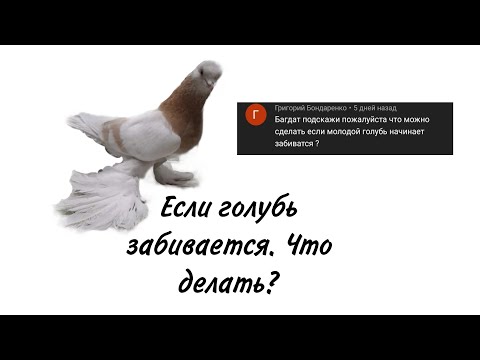 Видео: Что делать, если голубь начала забиваться? Мне подсказали методику. Решил с Вами поделится