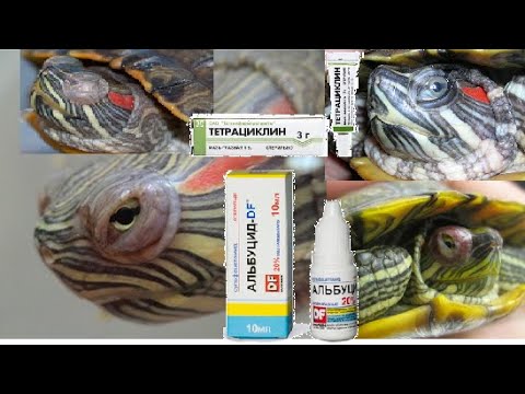 Видео: Как лечить опухшие глаза у красноухих черепах. Красные глаза. Помутнение глаз. Болезни глаз.