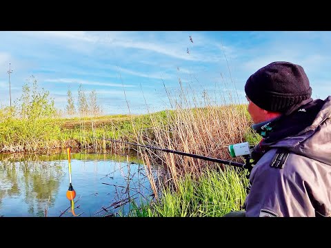 Видео: УЕХАЛ ТУДА ГДЕ ВЕСНА! Первая рыбалка и сразу КРУПНЫЕ КАРАСИ! Весенняя ловля карася на поплавок