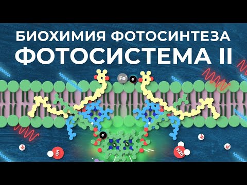 Видео: Биохимия фотосинтеза: #1. Фотосистема II [Clockwork]