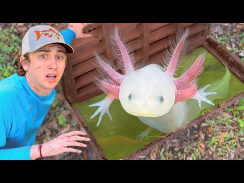 Видео: Я нашел аксолотлей в канализации!