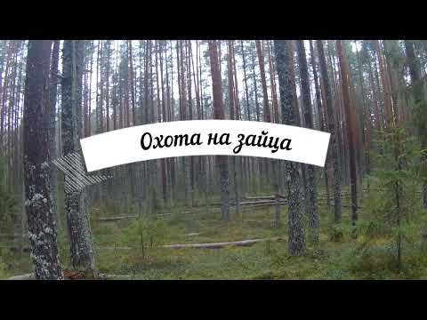Видео: Охота на зайца 25-26.10.2025. 2 - 0 в пользу ЗАЙЦА!