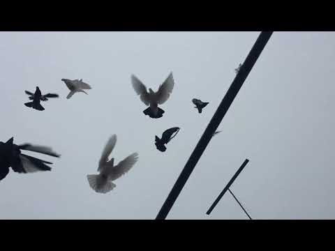 Видео: #Pigeons.В голубеводсве теория практически не работает. 