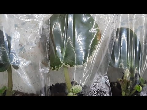 Видео: Фиалки! Жаркие дни не выдержали укоренённые листья в "зип" пакетах.