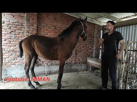 Видео: Воспитание жеребёнка, отбиваем привычку напирания при Кормлении.