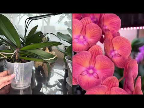 Видео:  Капризные сорта Орхидей ! Результаты восстановления 