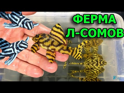 Видео: Ферма Л-СОМОВ. Эксклюзивные рыбы, редкие виды
