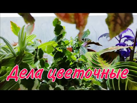 Видео: 🌿Новые кашпо/Пересадка растений и др дела🌿