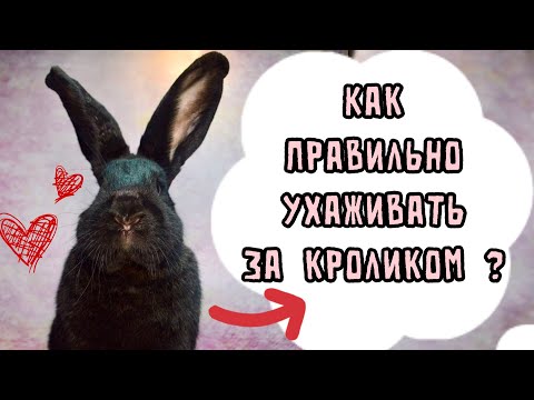 Видео: КАК ПРАВИЛЬНО УХАЖИВАТЬ ЗА КРОЛИКОМ | УБОРКА КЛЕТКИ КРОЛИКА | ГИГИЕНА И УХОД ЗА ШЕРСТЬЮ КРОЛИКА