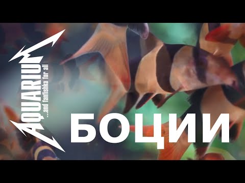 Видео: Боции и все об их содержании!