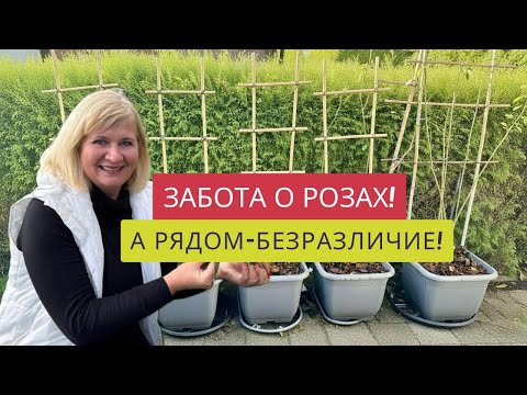 Видео: УКРЫЛА РОЗЫ И В ШОКЕ ОТ СОСЕДА!!!🤦‍♀️🌹😳РОЗЫ ЗИМУЮТ,СОВЕСТЬ-НЕТ!!!❌😡