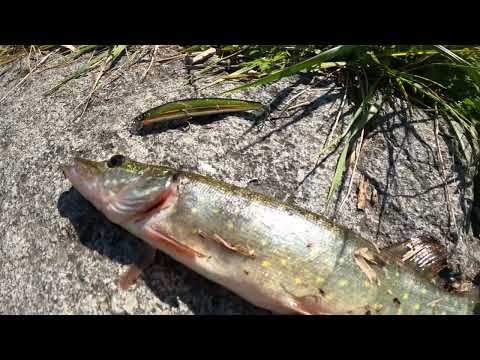 Видео: Рыбалка в Выборге. Ловля щуки твичингом. Воблеры и силикон. #fishing #travel #nature