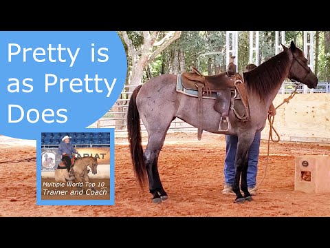 Видео: Эта лошадь находится в стадии бунтарского подростка.