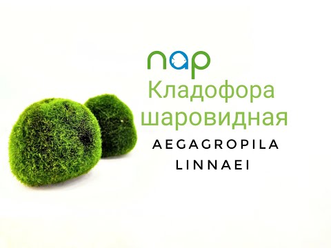 Видео: Кладофора шаровидная