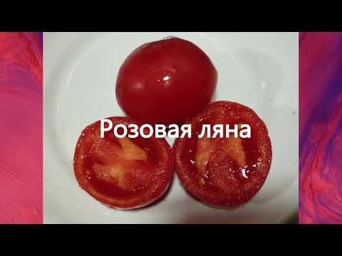 Видео: Томаты, подходящие для открытого грунта.  Детерминантные, раннеспелые, низкорослые сорта.  г.  Киров
