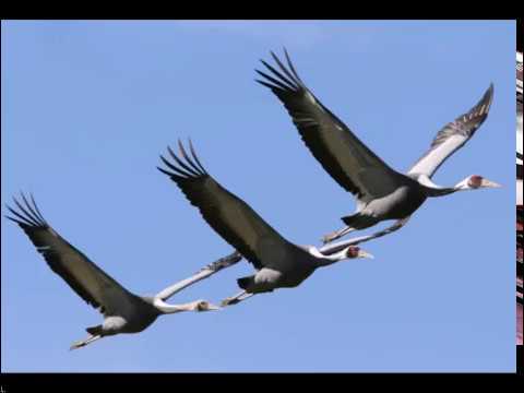 Видео: Помянем тех, кого нет с нами и будем думать о живых