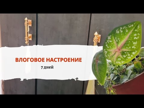 Видео: Влог. Про переделки мебели. Про посадки растений в стекло. И творческие будни.