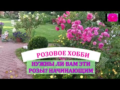 Видео: МОЛОДЫЕ РОЗЫ. ОБЗОР НАЧИНАЮЩИМ