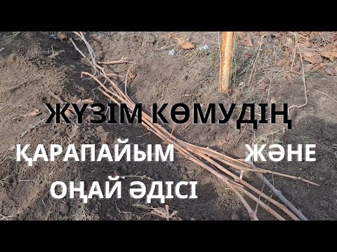 Видео: ЖҮЗІМ КӨМУДІҢ ОҢАЙ ЖӘНЕ ҚАРАПАЙЫМ ЖОЛЫ #garden #бақ #сад