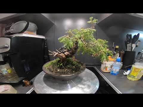 Видео: Бонсай на кухне @Studio.Bonsai #бонсай