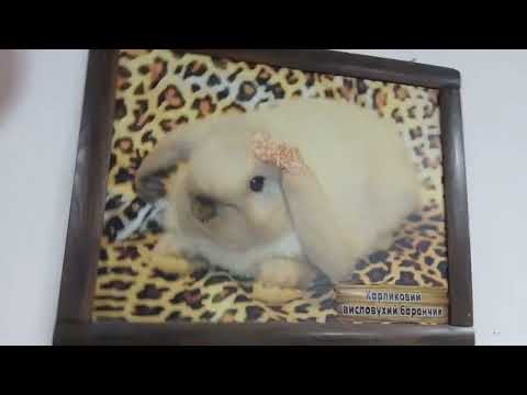 Видео: Кролики та морські свинки та другі тварини