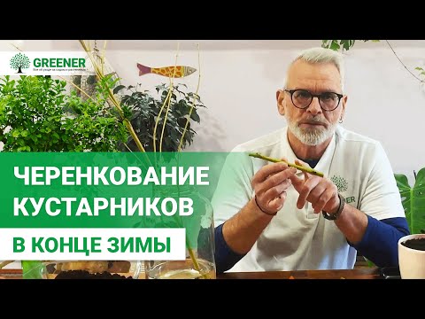 Видео: ГОТОВИМСЯ К ВЕСНЕ. Черенкование кустарников. СУПЕРСПОСОБ от эксперта!