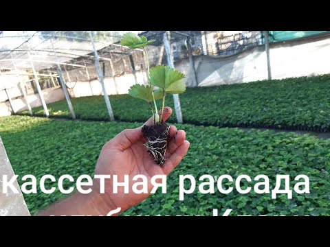 Видео: Як вирощується Розсада Полуниці . Що потрібно знати 🍓🍓🌱🌱