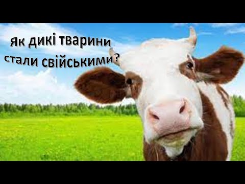 Видео: Урок 70.  Як дикі тварини стали свійськими? Свійські тварини. Одомашнення тварин. Приручення тварин.