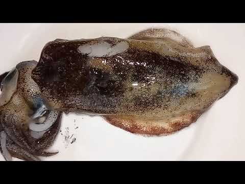 Видео: СЕЗОН ОТКРЫТ/РЫБАЛКА НА КАЛЬМАРА/РЫБАЛКА В ГРЕЦИИ/РОДОС