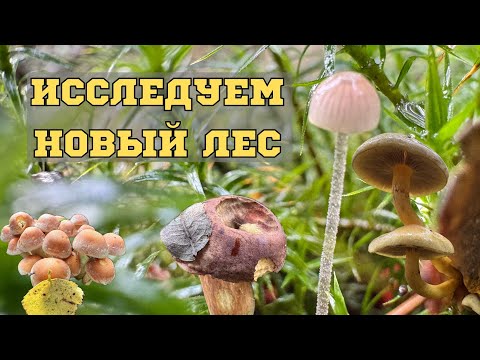 Видео: НЕОЖИДАННЫЕ НАХОДКИ В ЛЕСУ!