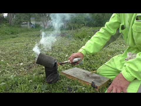 Видео: Среднерусская пчёлка, "ПОСВЯЩАЕТСЯ" истинным "ПАТРИОТАМ"  местной пчелы! Слабонервным не смотреть!!!