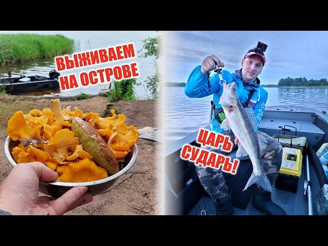 Видео: ТРОФЕЙНЫЙ СУДАК или как мы собирали грибы на рыбалке