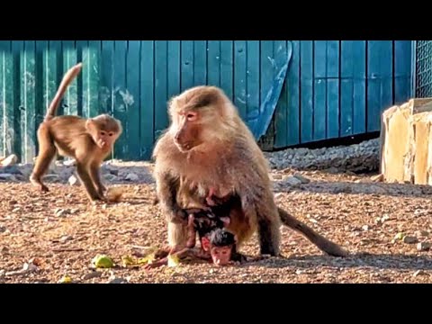 Видео: Странный поступок, мать оставила дитя самого! Тут же подскочил Дед, мать успела схватить малыша!ДОМ2