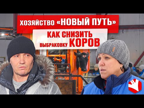 Видео: Как хозяйство значительно снизило выбраковку коров | Обрезка копыт | Хромота