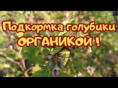 Видео: Бесплатное удобрение для голубики...