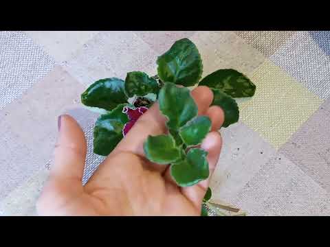Видео: Как укоренить пасынок? Фиалки у Алисы.