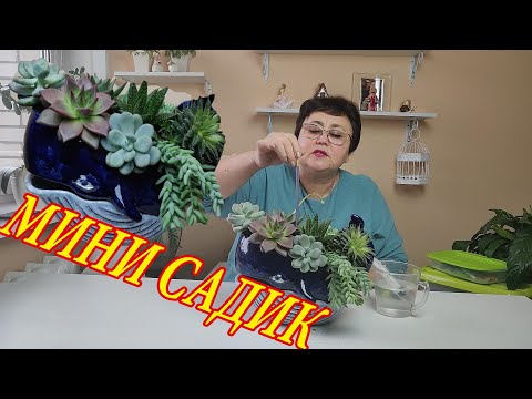 Видео: Как сделать домашний мини садик !